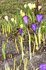 Krokusse