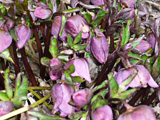 Rote Christrose im Garten