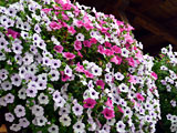 Balkonblumen